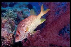 Sargocentron spiniferum