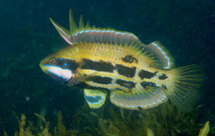 Marine Rainbowfish photo 3