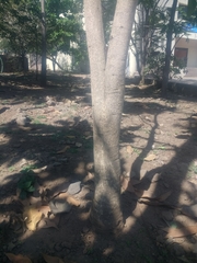 Gmelina arborea