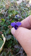 Viola sororia
