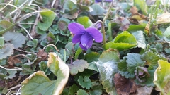 Viola sororia