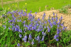 Veronica capsellicarpa