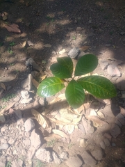 Madhuca longifolia