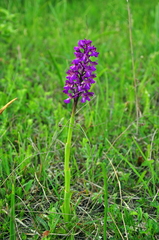 Anacamptis morio caucasica