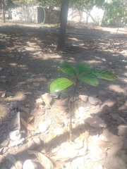 Madhuca longifolia