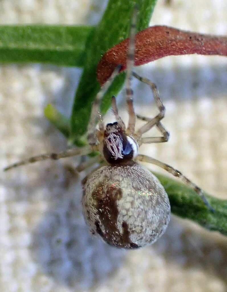 Mallos pallidus