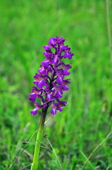 Anacamptis morio caucasica