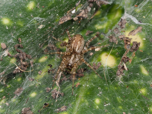 Barronopsis jeffersi