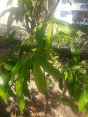 Artabotrys hexapetalus