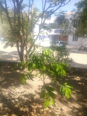 Artabotrys hexapetalus