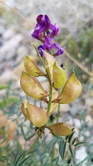 Astragalus idrietorum