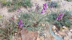 Astragalus idrietorum
