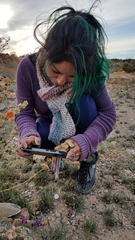 Astragalus idrietorum