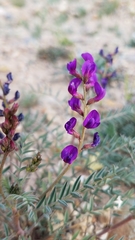 Astragalus idrietorum