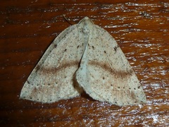 Thallophaga hyperborea