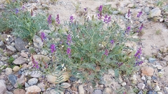 Astragalus idrietorum