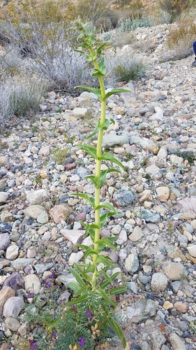 Image of Penstemon eximius by (c) Alan Rockefeller, some rights reserved (CC BY)