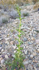 Penstemon eximius