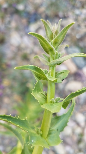 Image of Extraordinary Beardtongue (Penstemon eximius) by (c) Alan Rockefeller, some rights reserved (CC BY)