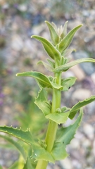 Penstemon eximius