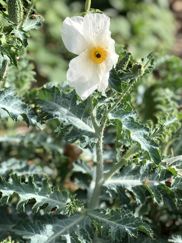 Smooth pricklypoppy (Argemone glauca)