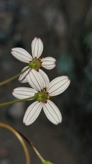 Coreocarpus parthenioides