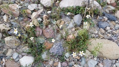 Coreocarpus parthenioides