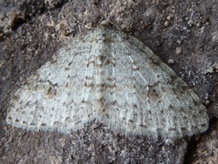 Venusia obsoleta