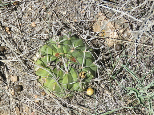 Stenocactus coptonogonus