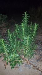 Penstemon reidmoranii