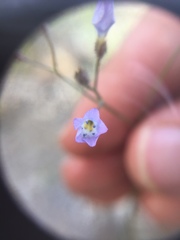 Gilia stellata
