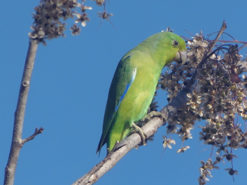 Cobalt-rumped Parrotlet