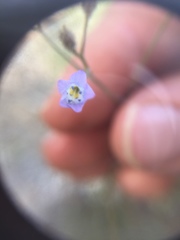 Gilia stellata