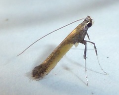 Caloptilia azaleella