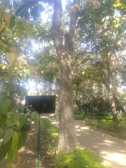 Sapindus mukorossi