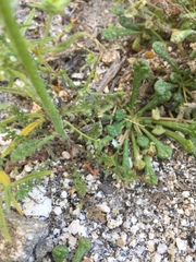 Gilia stellata