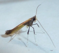 Caloptilia azaleella