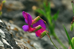 Lathyrus digitatus