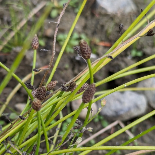 Eleocharis ovata iNat (2)