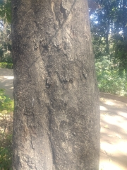 Sapindus mukorossi