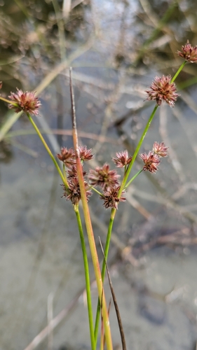 Image of Juncus canadensis by (c) Jan Smith, some rights reserved (CC BY)