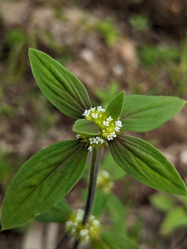 Mitracarpus hirtus
