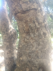 Kigelia africana