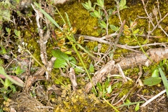 Teesdalia coronopifolia