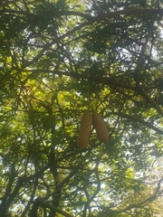 Kigelia africana