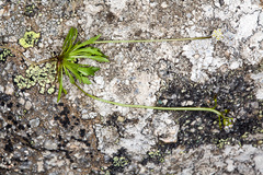 Teesdalia coronopifolia
