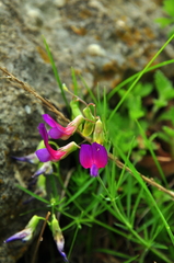Lathyrus digitatus