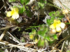 Euphrasia cockayneana