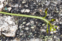 Teesdalia coronopifolia
