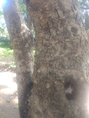 Kigelia africana